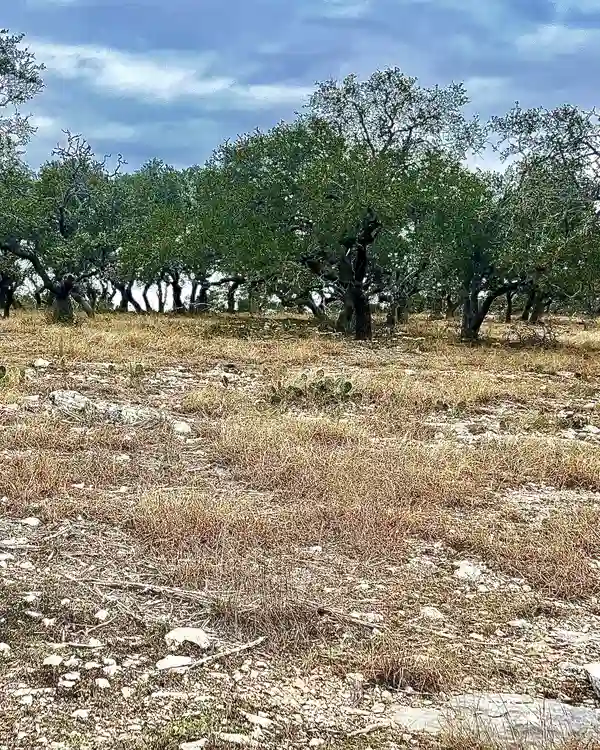 Lot 8 cattlemans crossing kerrville tx 746195